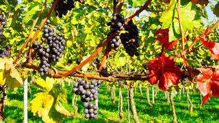 Weinreben 
&copy; Rotkopf G&ouml;rg Verlag - A. Linz